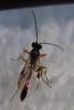Tersilochinae inconnu